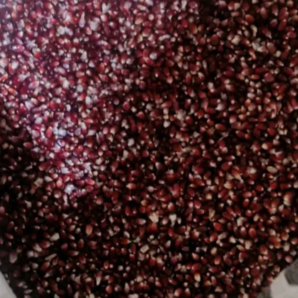 

biji Jagung hitam 100gram / jagung ketan