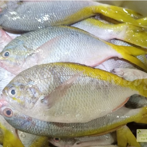 

Ikan Ekor Kuning 1Kg Ikan Ekor Kuning Segar