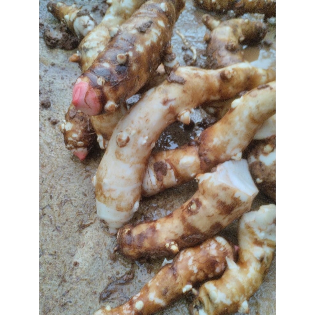 

talas sumper empuk 2kg