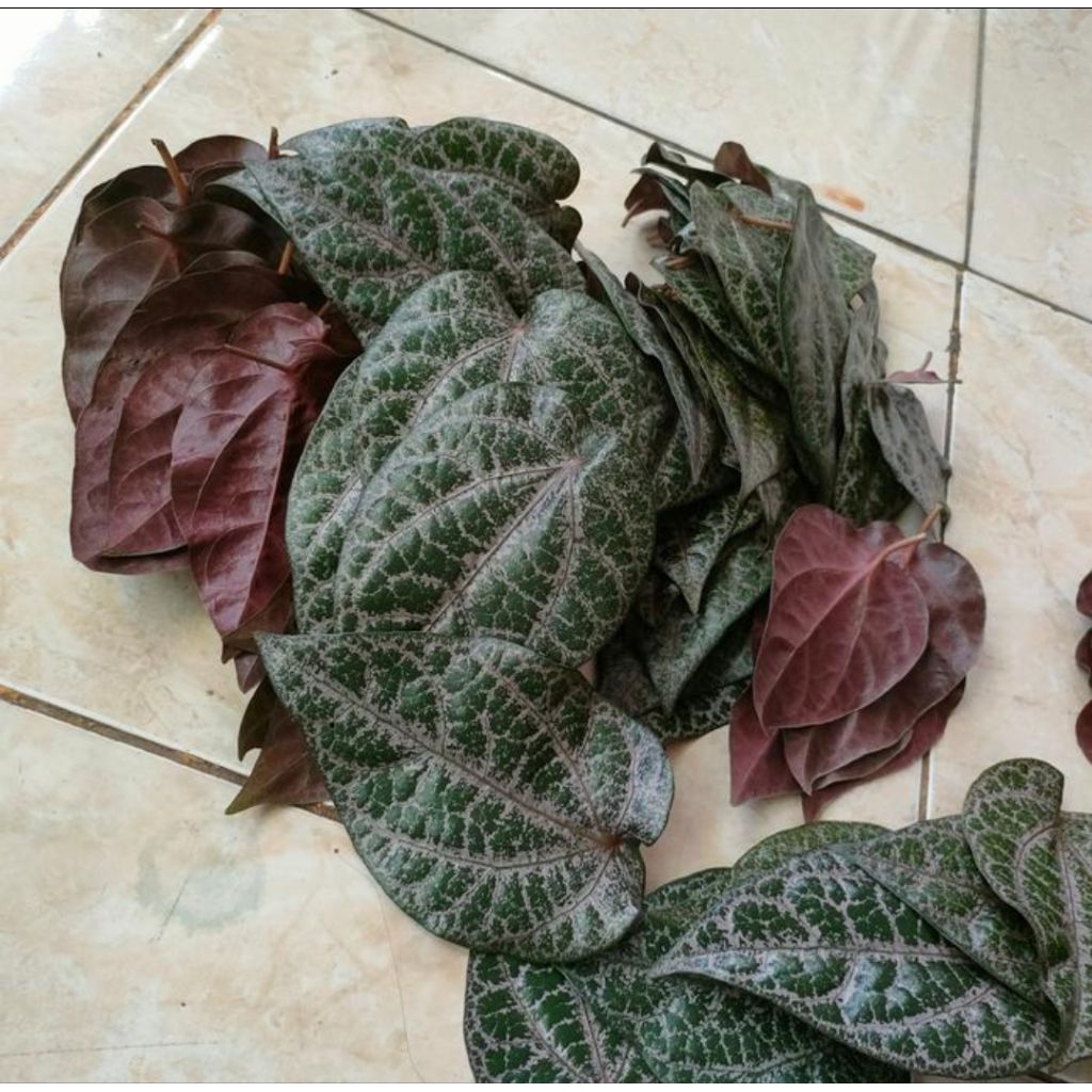 

Daun sirih merah herbal tradisional 1 lembar