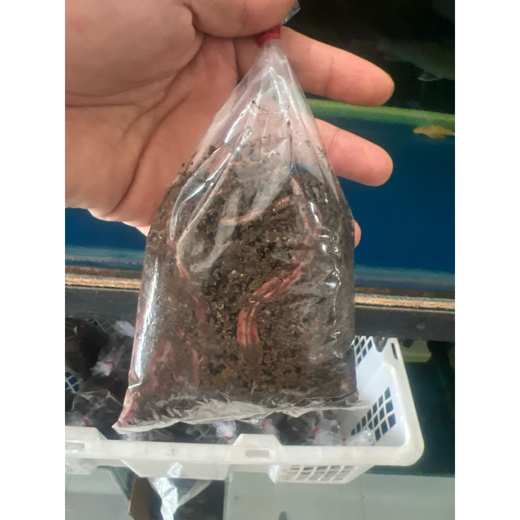 cacing anc merah cacing anc bogor