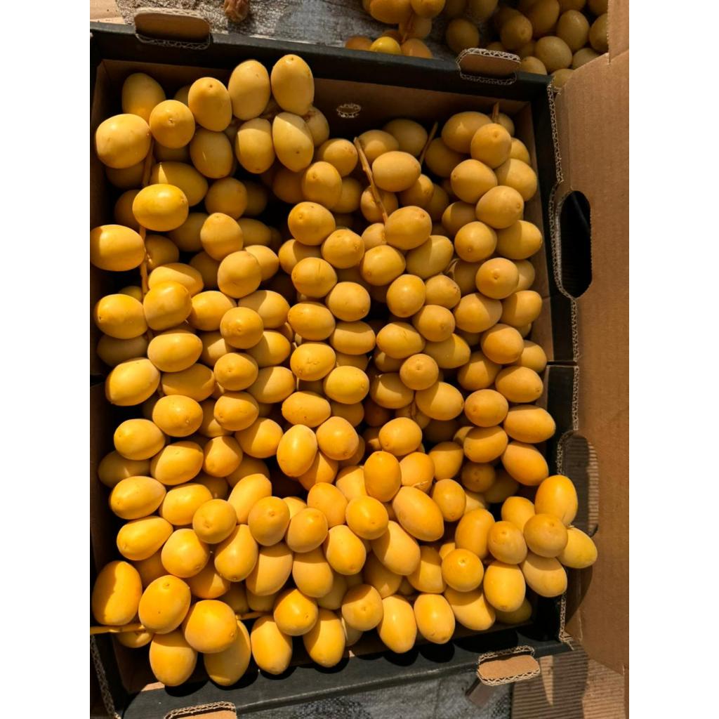 

Kurma muda barhi/ruthob termurah