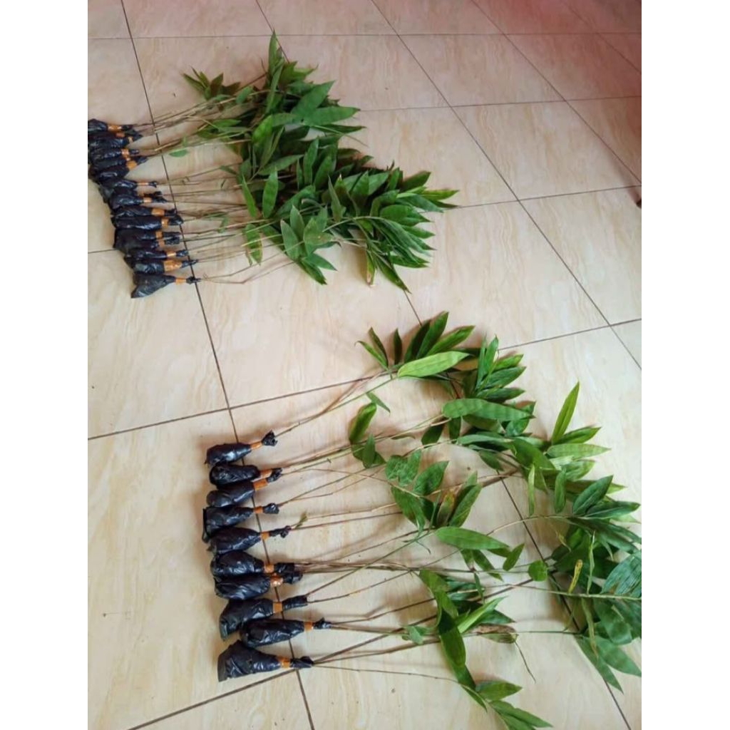 termurah bibit bambu petuk besar
