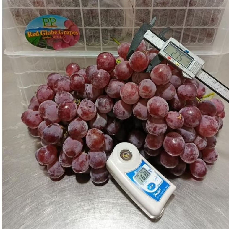 

Anggur Red Globe China Pampas /kg