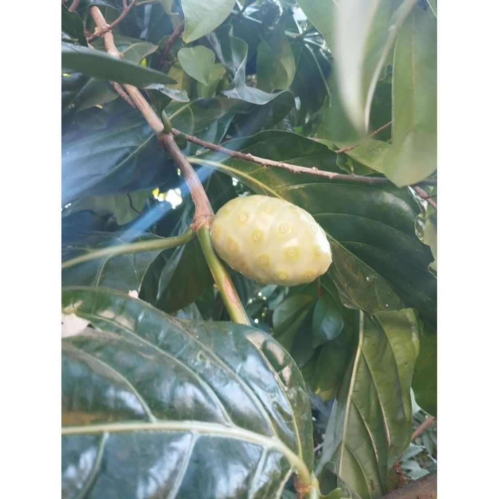 

buah mengkudu 500 gram