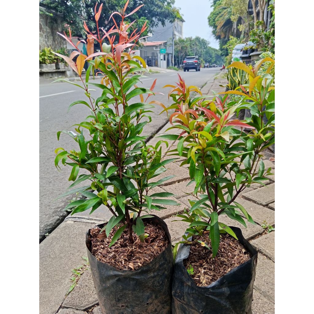 Tanaman Hias Pucuk Merah Kecil