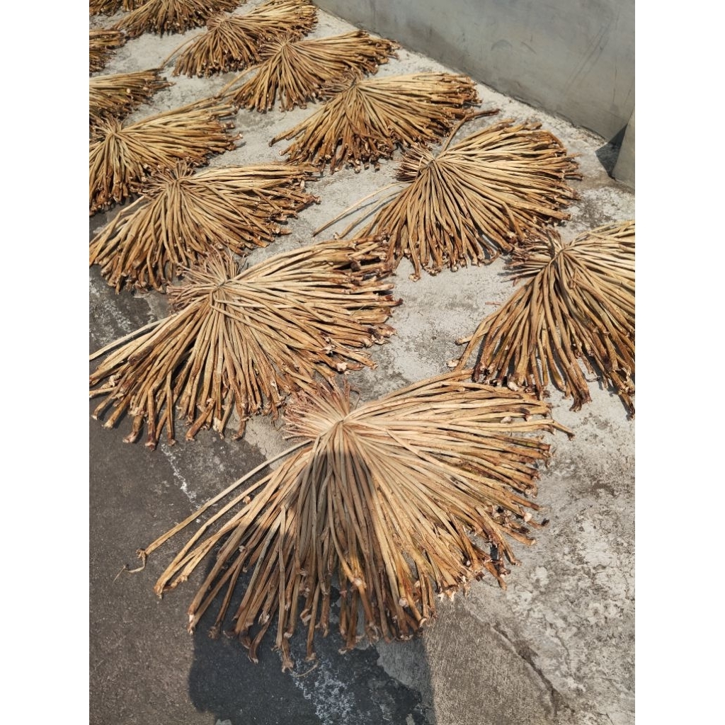 Enceng gondok (kering sempurna)