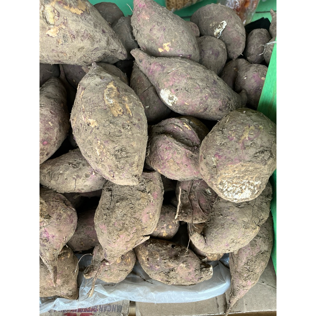 

ketela rambat ubi merah rambat ubi jalar ubi dalam putih ketela ketelo