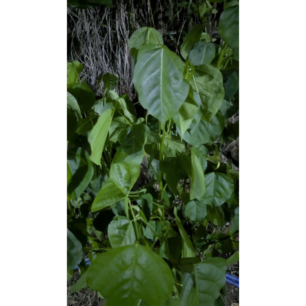 

15 lembar Daun Dadap Segar Obat Alami Penurun Panas dan Pereda Nyeri