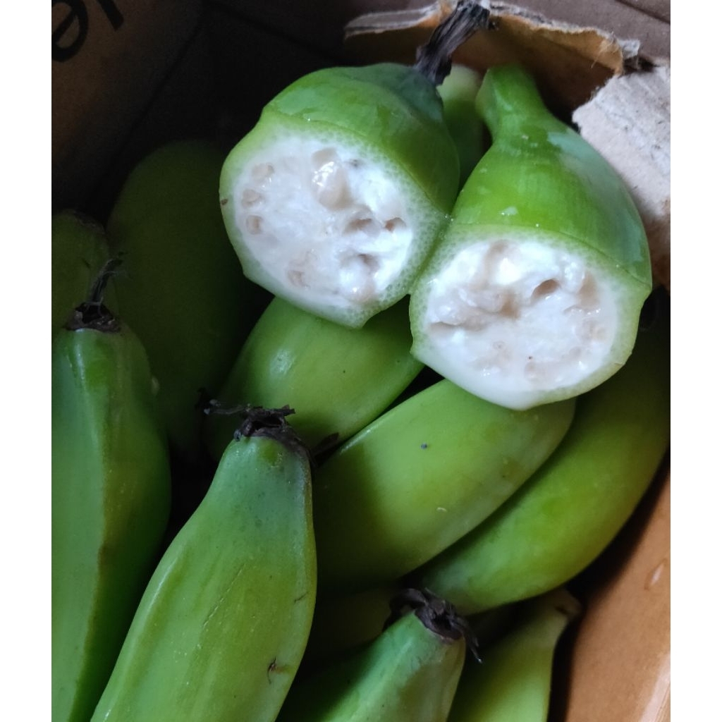 

Pisang Batu / Klutuk Muda 1 kg, untuk Bumbu Rujak