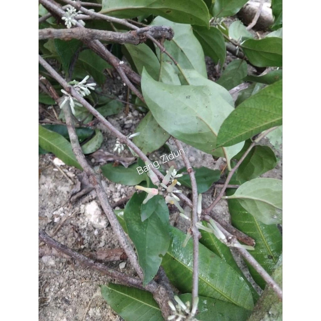 

Mangandeuh benalu fresh petik langsung di pohon 250+gram