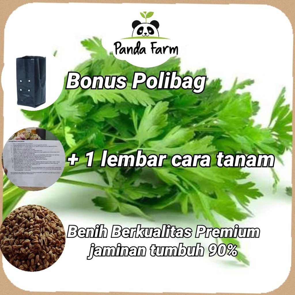 isi 50 biji benih bibit Seledri Super Import Asia