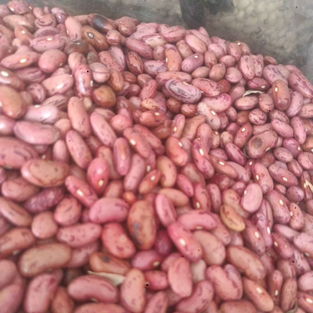 

KACANG MERAH BESAR / KACANG RENDANG KERING