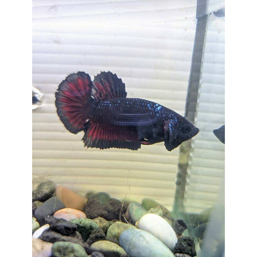 Ikan Cupang Hias Plakat Avatar Vampire