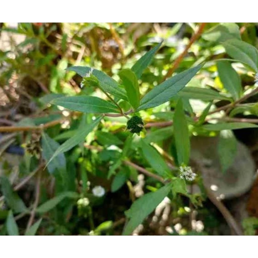 

Daun urang aring segar petik langsung 100 gram