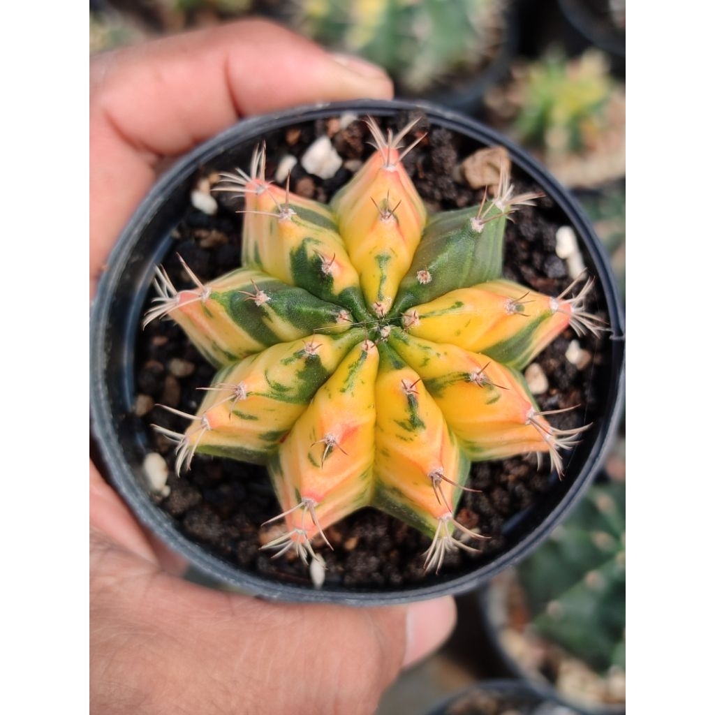 miha orange cakep lumayan besar