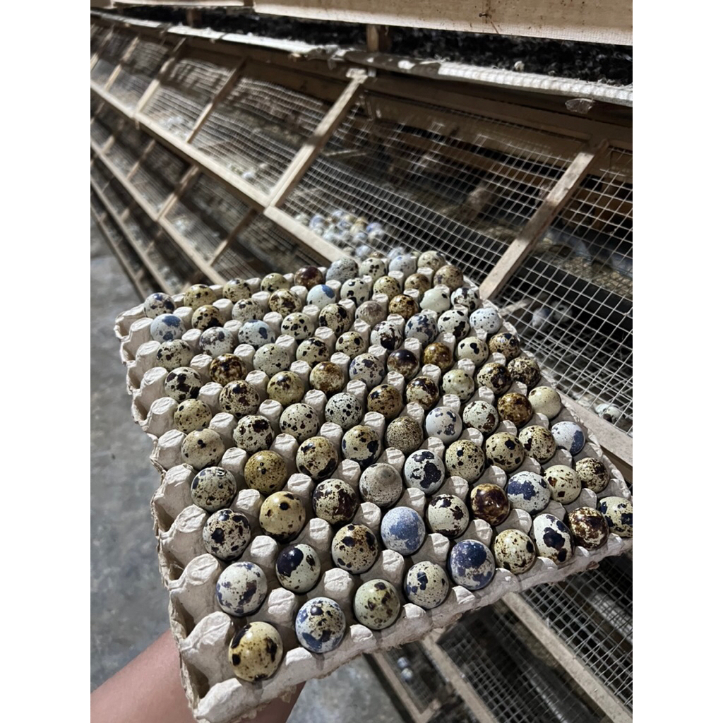 

TELUR PUYUH MENTAH 1KG 500gr & 250gr FRESH LANGSUNG DARI KANDANG