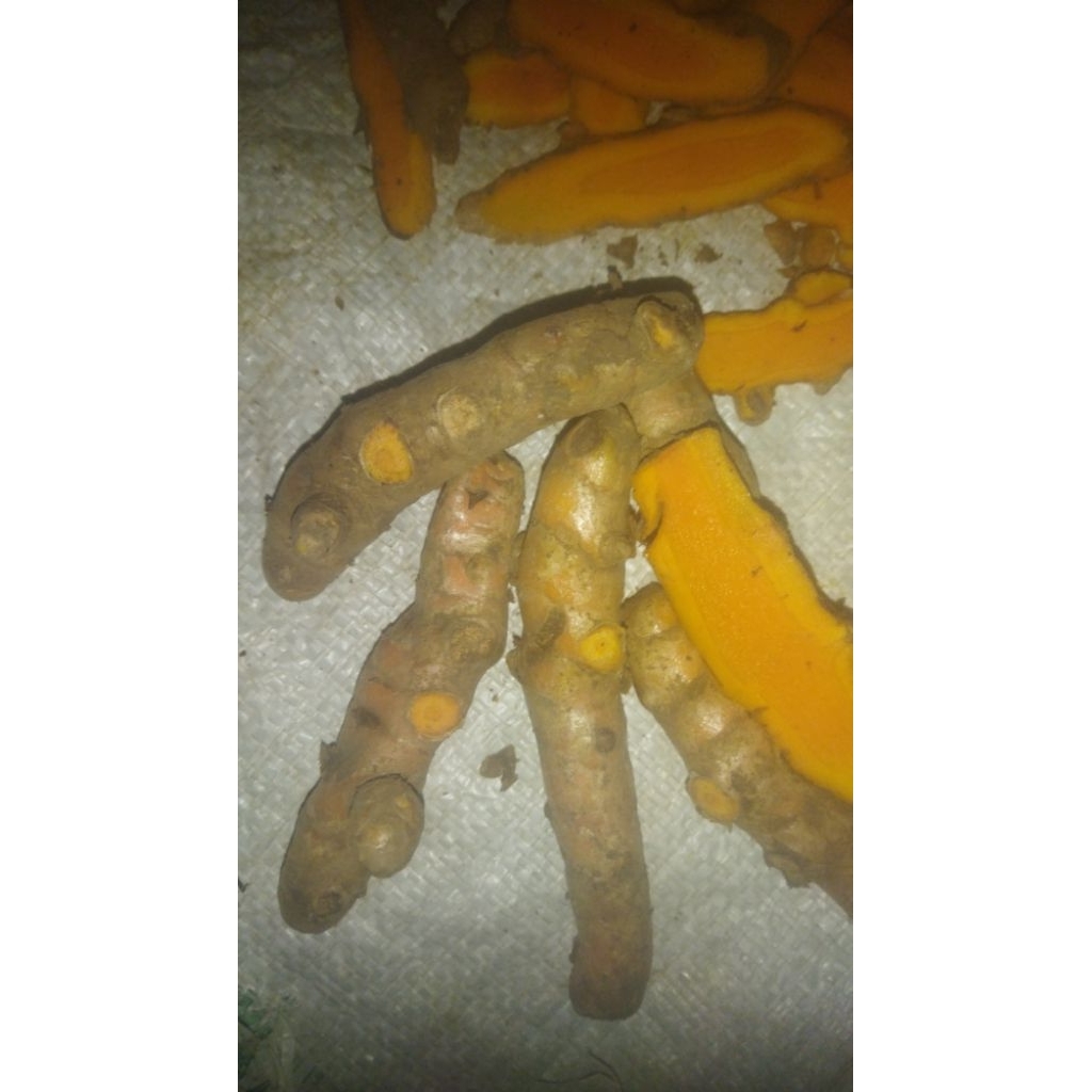 

kunir/kunyit untuk jamu bumbu danlain lain