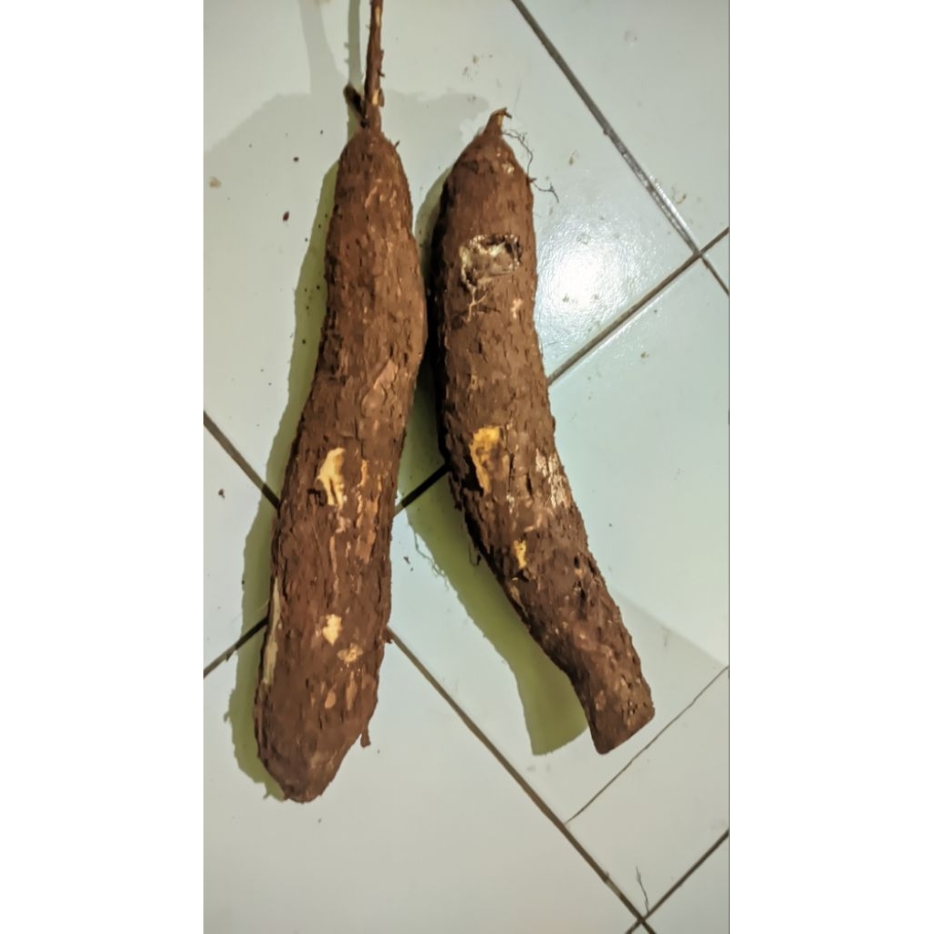 

singkong pulen putih segar 1KG 10000