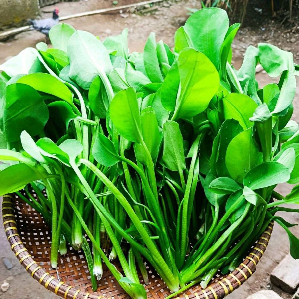 

Genjer atau gendot segar 500 gram