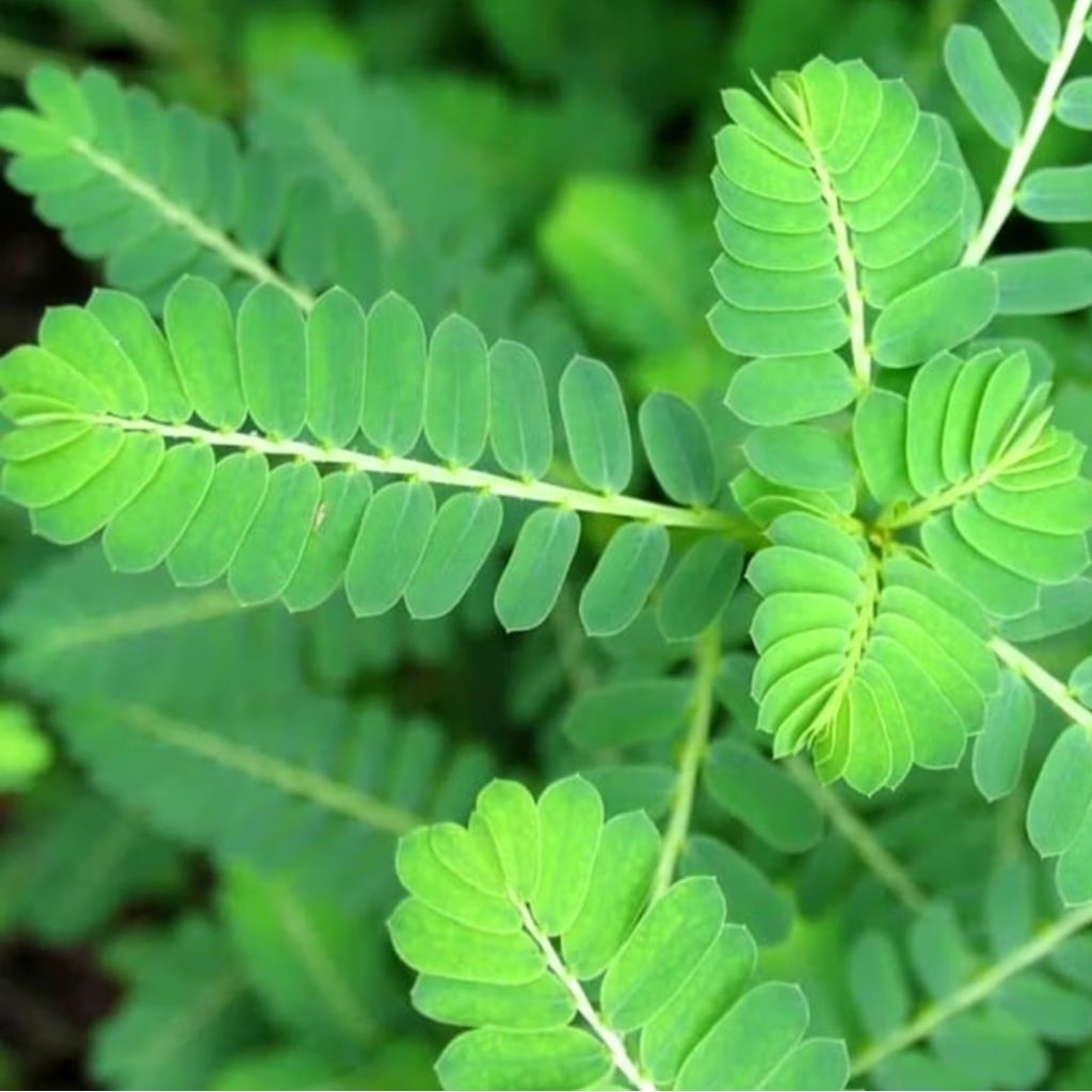 

Daun Meniran/Pohon Meniran 100gr