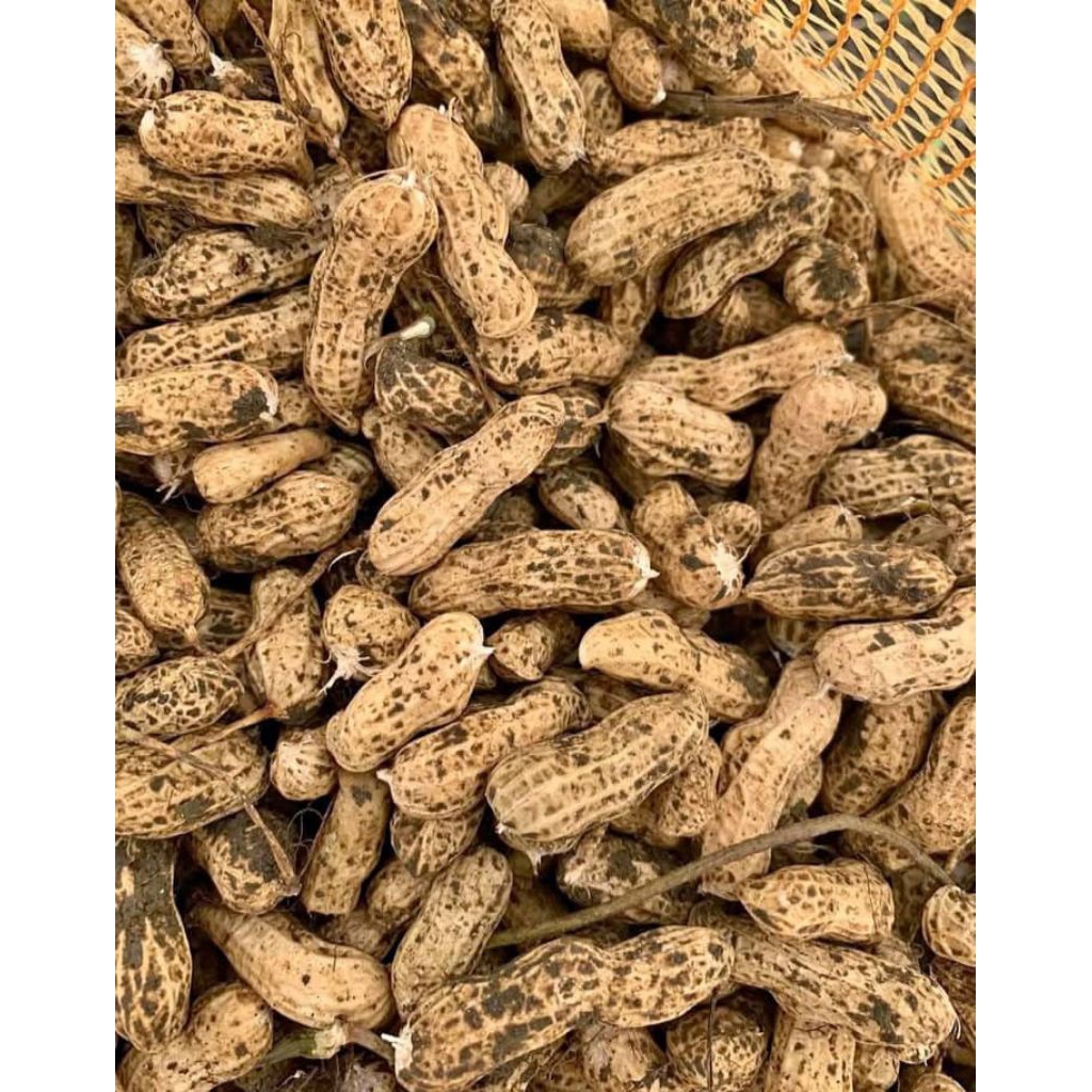 

kacang tanah mentah 1kg