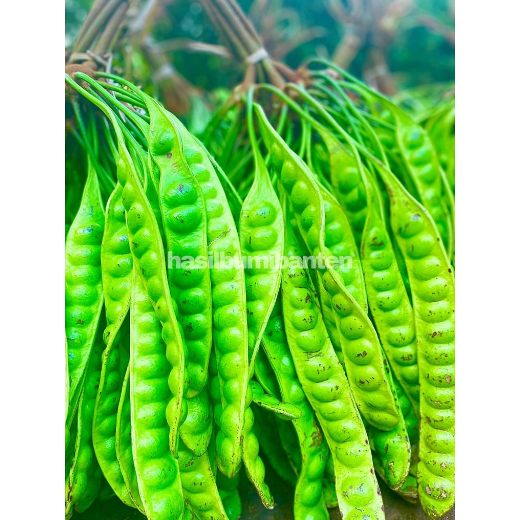 

PETE/PETAI TUA FRESH ISI 20 PAPAN LONJOR BARU PETIK