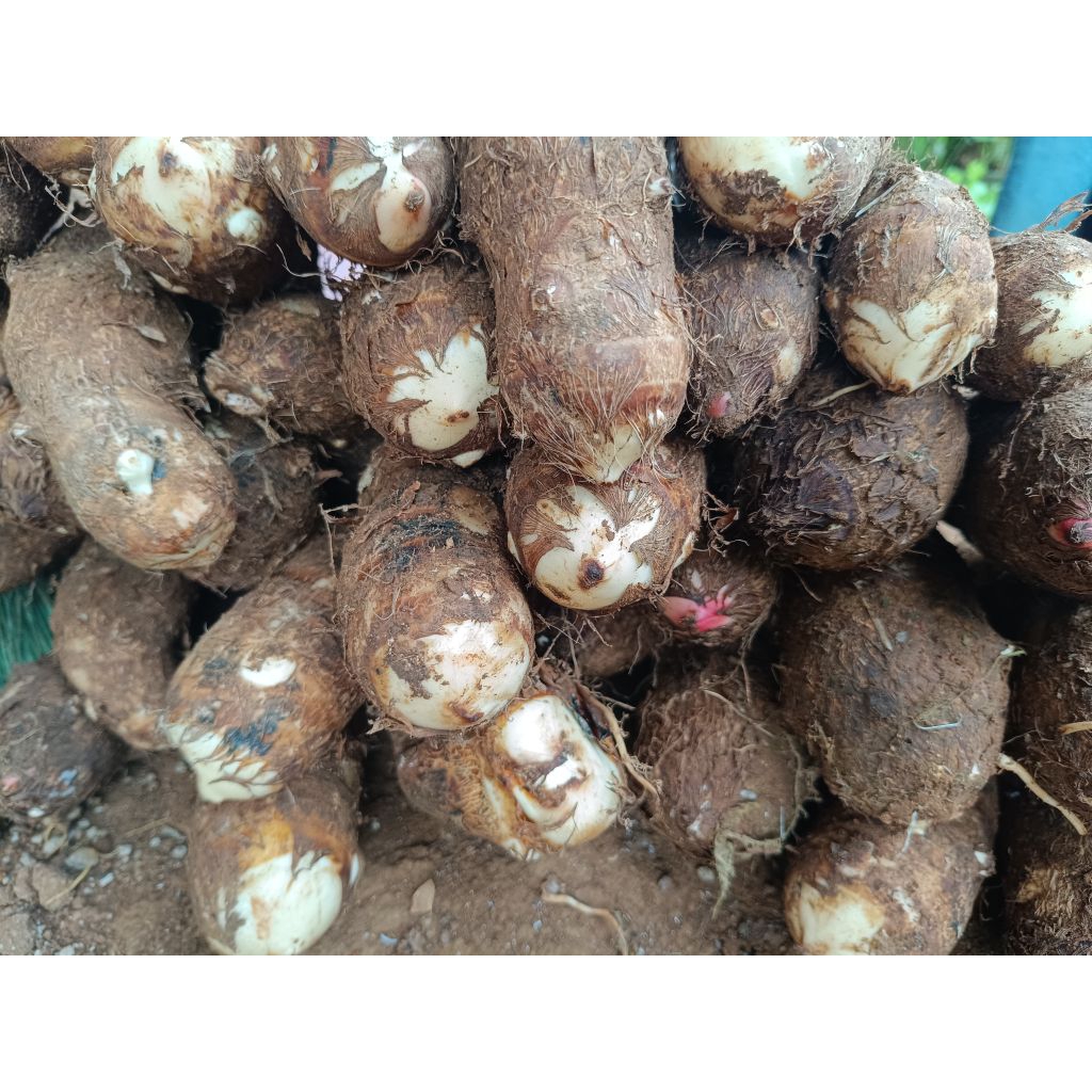 

umbi talas/talas kimpul pulen 1 kg