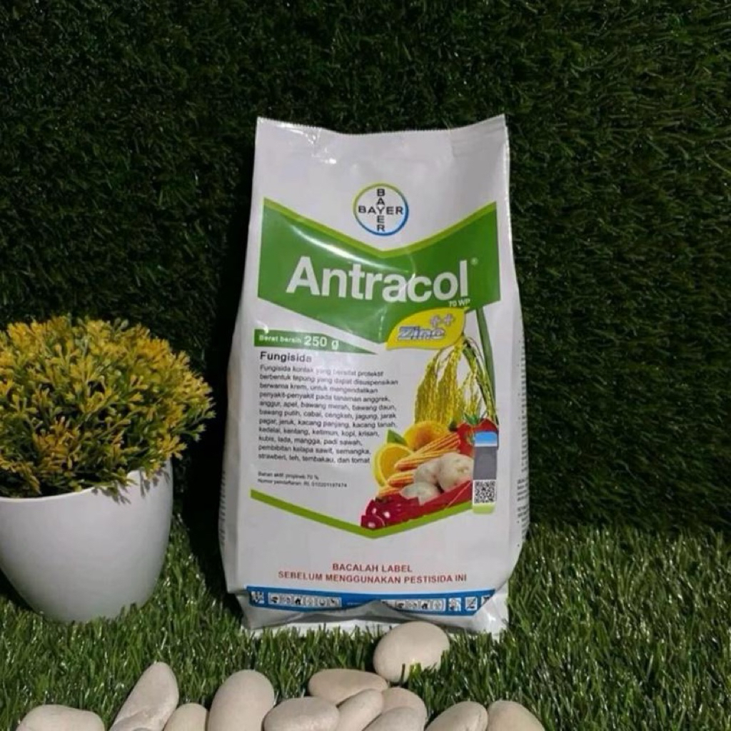 Fungisida Antracol fungisida 70wp