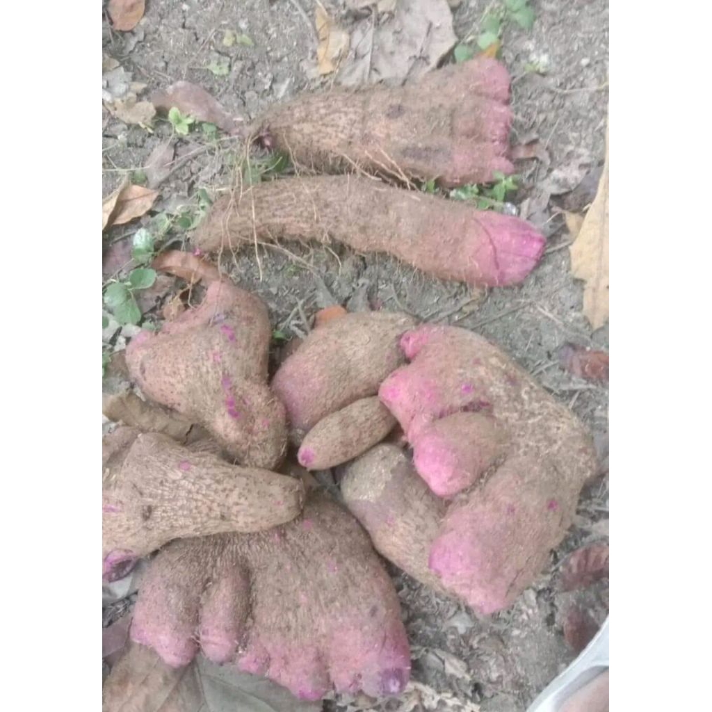 

Ubi Uwi Ungu / Uwi Ungu 1Kg