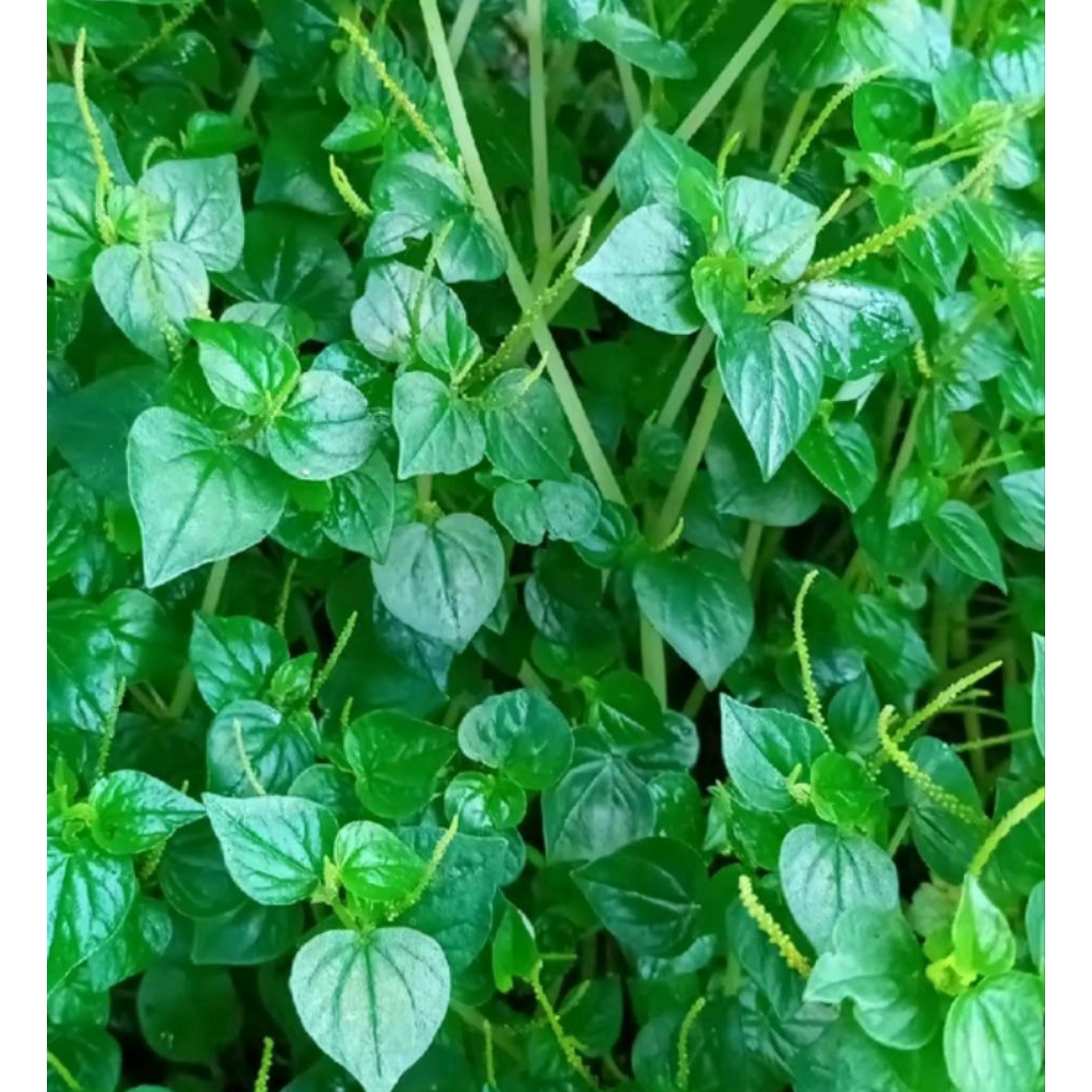 

sirih cina segar/daun sirih cina herbal 200 gram