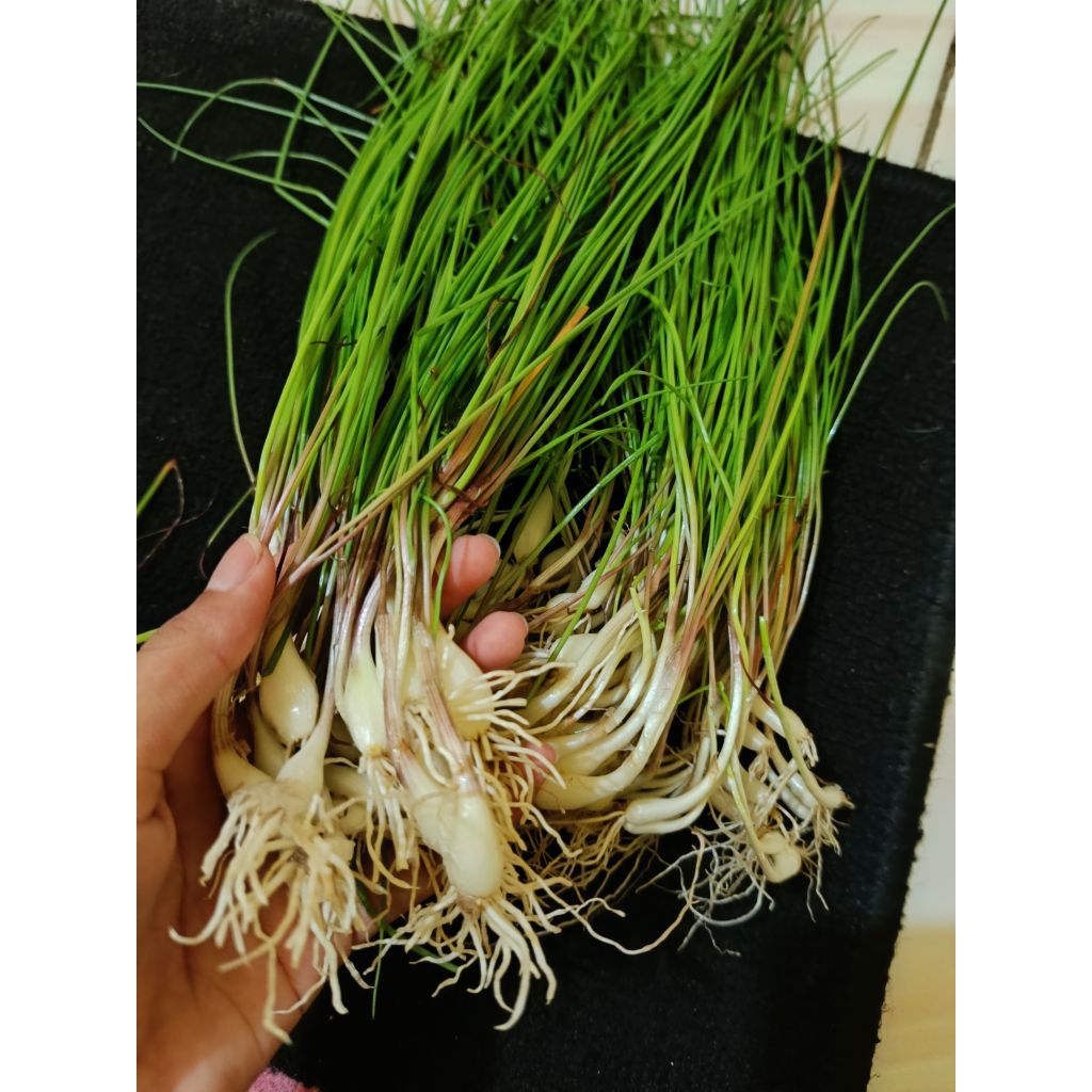 

bawang kucai/kuncai/bawang batak segar/sayur 500 gram