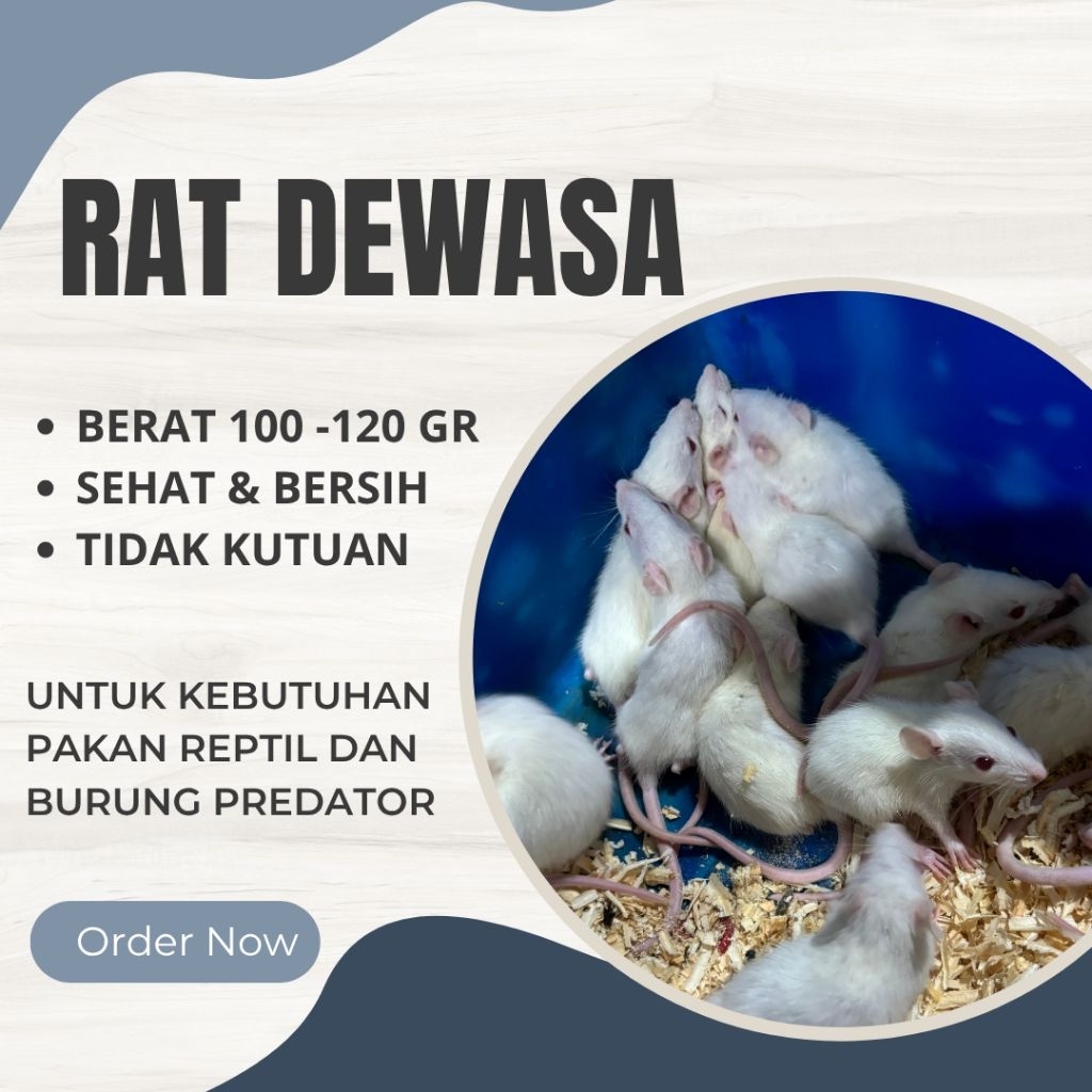 Tikus putih rat dewasa