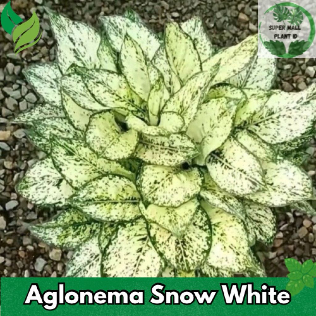 Aglonema Snow White Siam Paragon Dewasa - Tanaman Hias Aglonema Snow White
