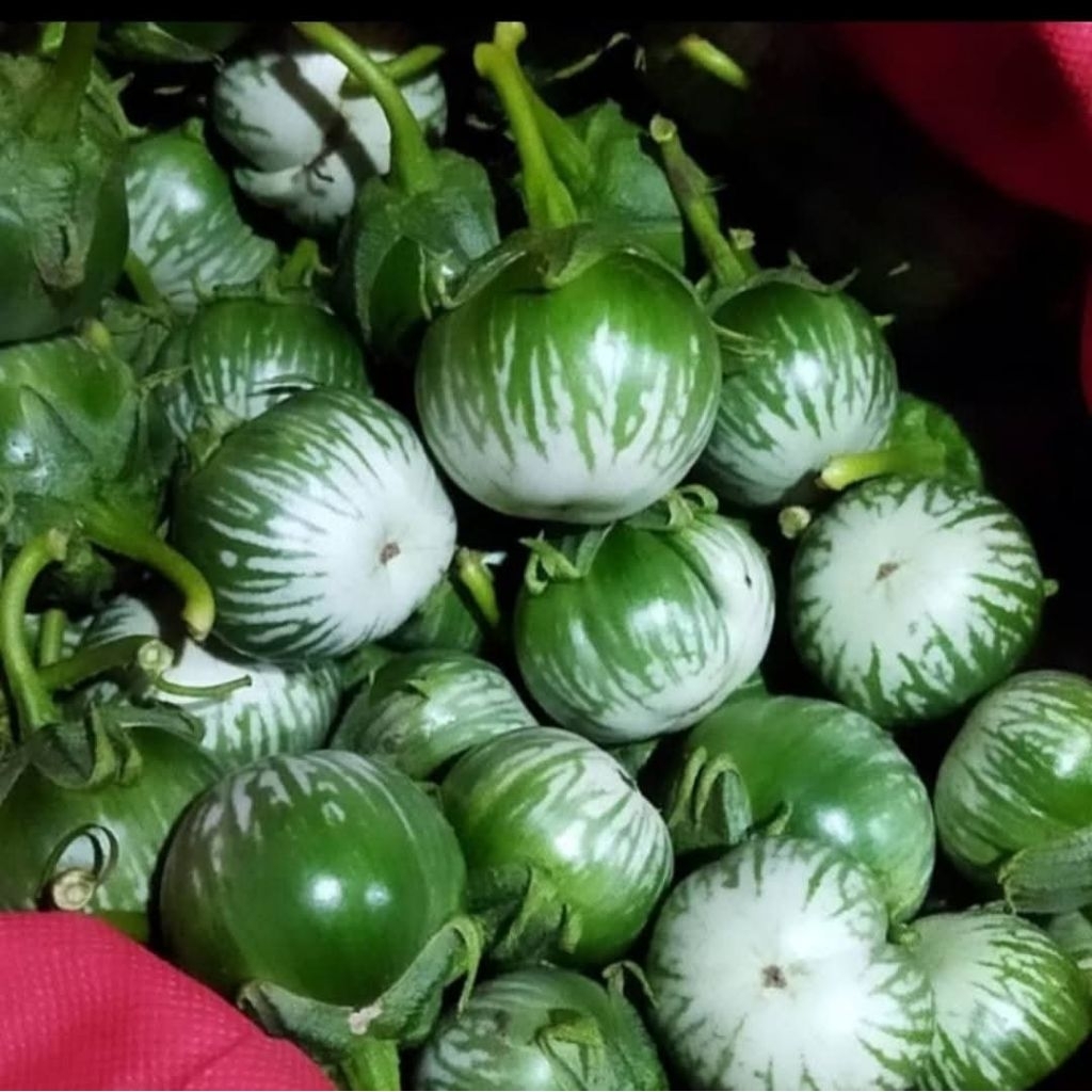 

Terong glatik fress/Terong bulat/sayuran terong/Terong lalapan