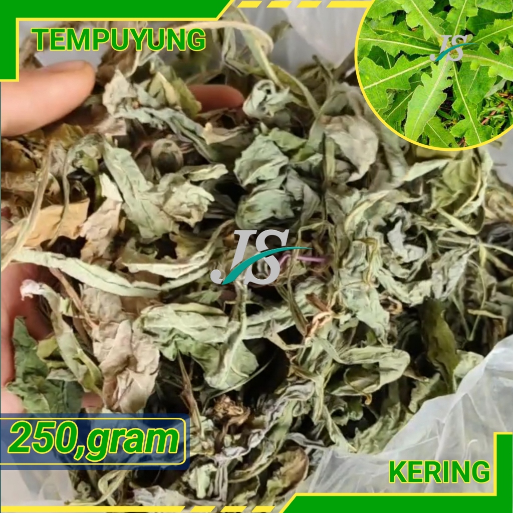 

Daun Tempuyung Kering 250.grm Tempuyung Kering