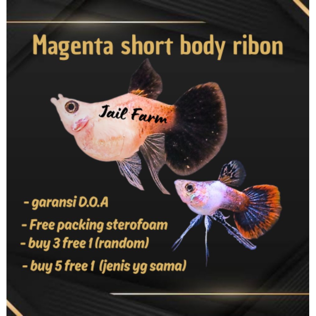 

FREE XTRA PACKING - MAGENTA SHORT B0DY RIB0N & NORMAL