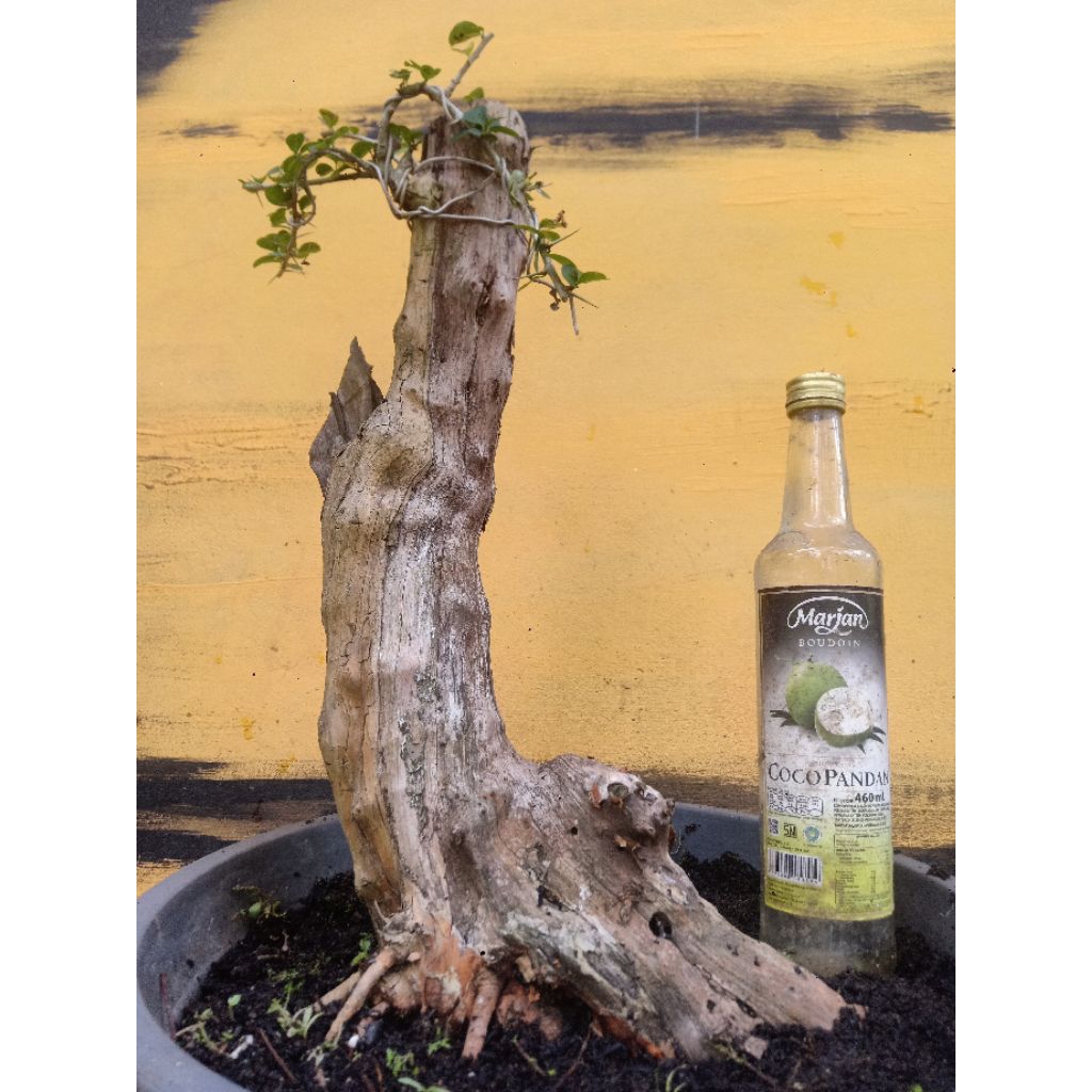 BAHAN BONSAI SISIR KALIAGE Setengah jadi