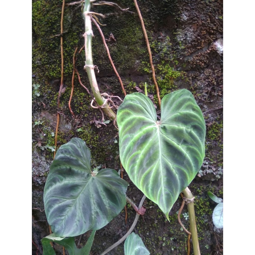 tanaman hias verucosum