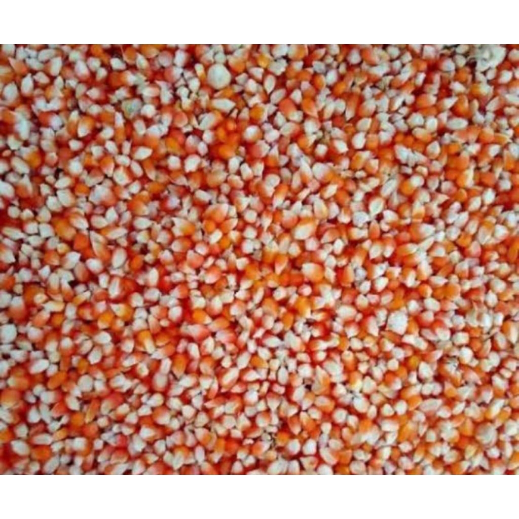 Jagung, jagung besar, jagung kecil, jagung giling, beras jagung
