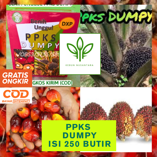 BIBIT SAWIT DXP PPKS DUMPY UNGGUL BERKUALITAS BERGARANSI