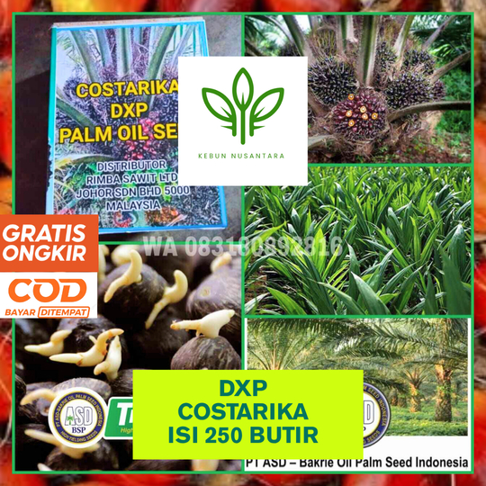 BIBIT SAWIT DXP COSTARIKA UNGGUL BERSERTIFIKAT BERGARANSI