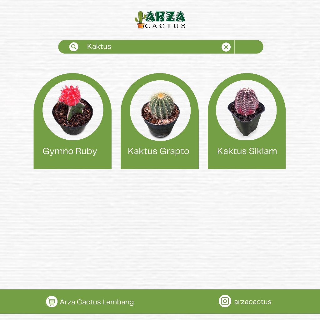 Tanaman Kaktus Mini Gift Set Cocok untuk Dekorasi Rumah & Meja Kerja