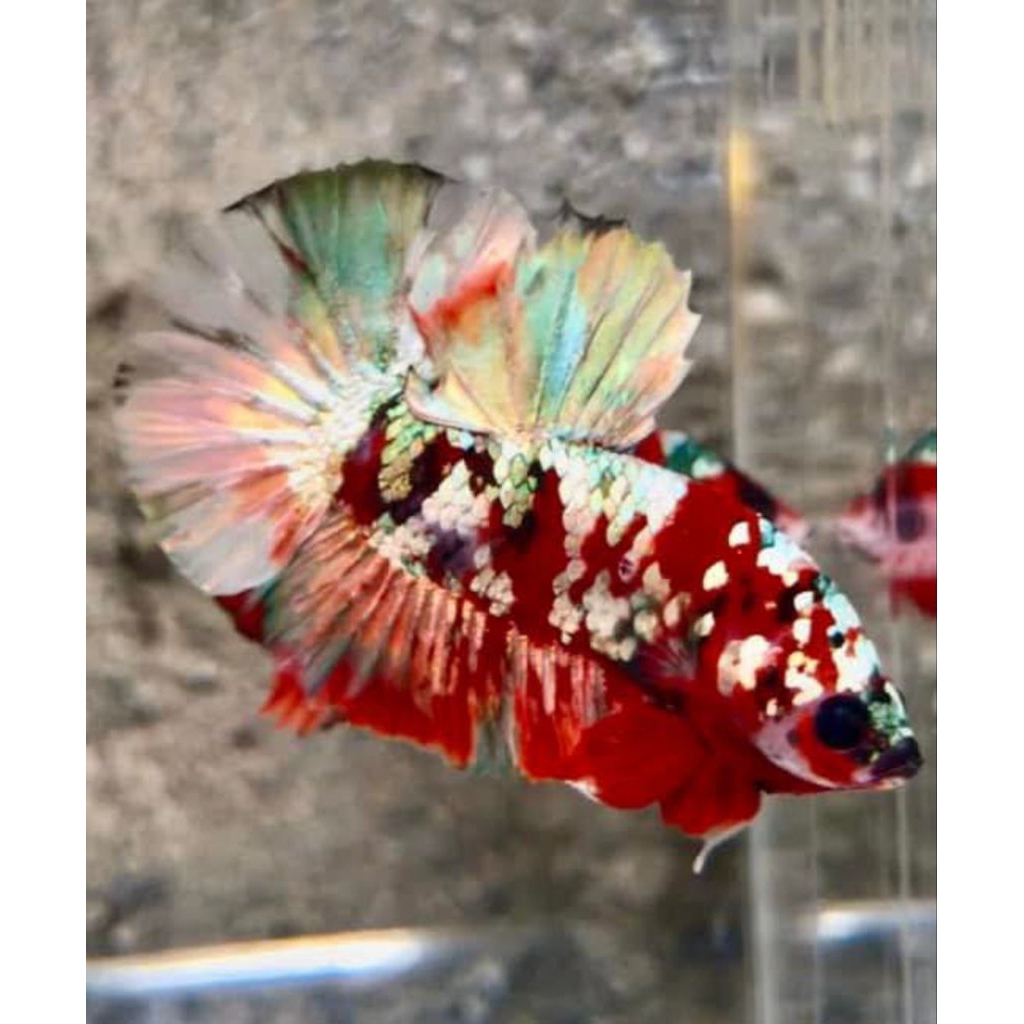 Cupang Red Koi Cooper & Nemo Cooper