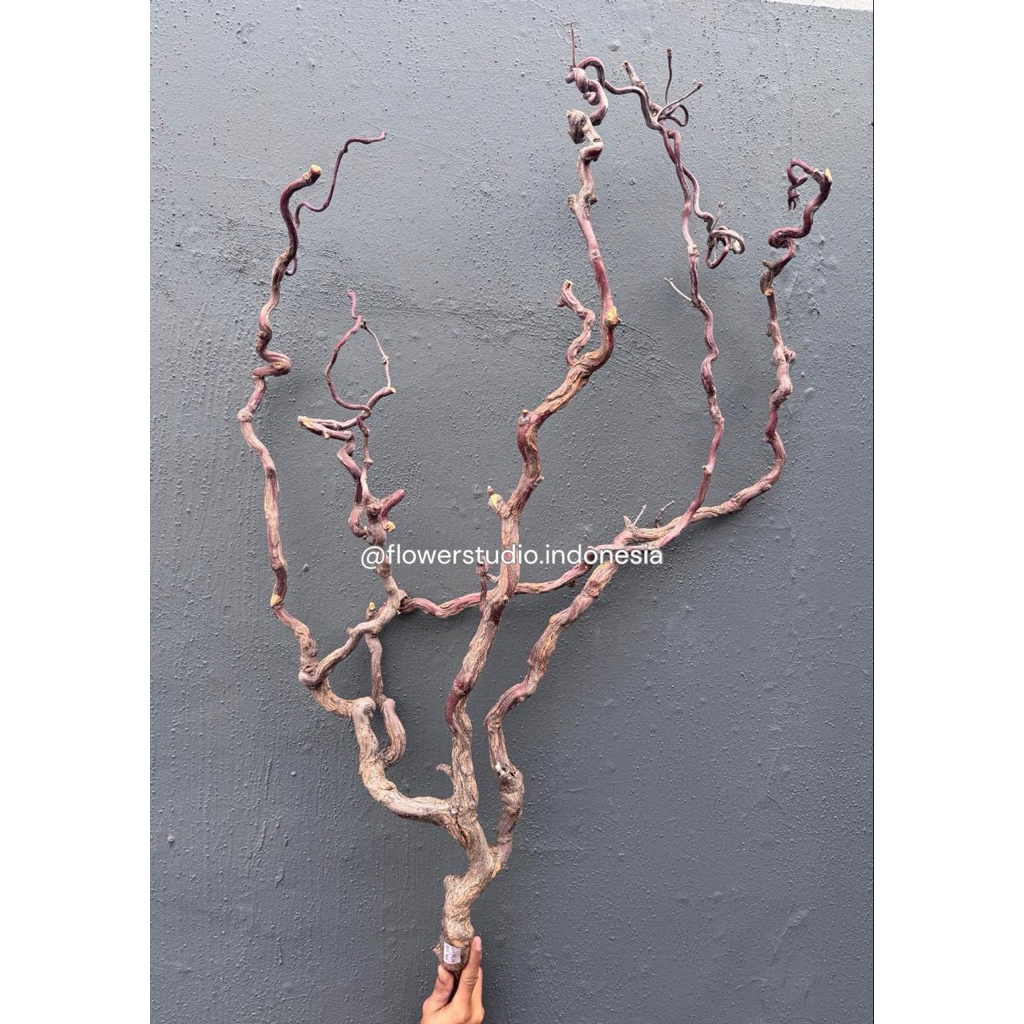 Ranting Kering Pohon Asli untuk Dekorasi/Ranting Dekorasi/Dekorasi Aesthetic/Ranting Dragon Jujube J