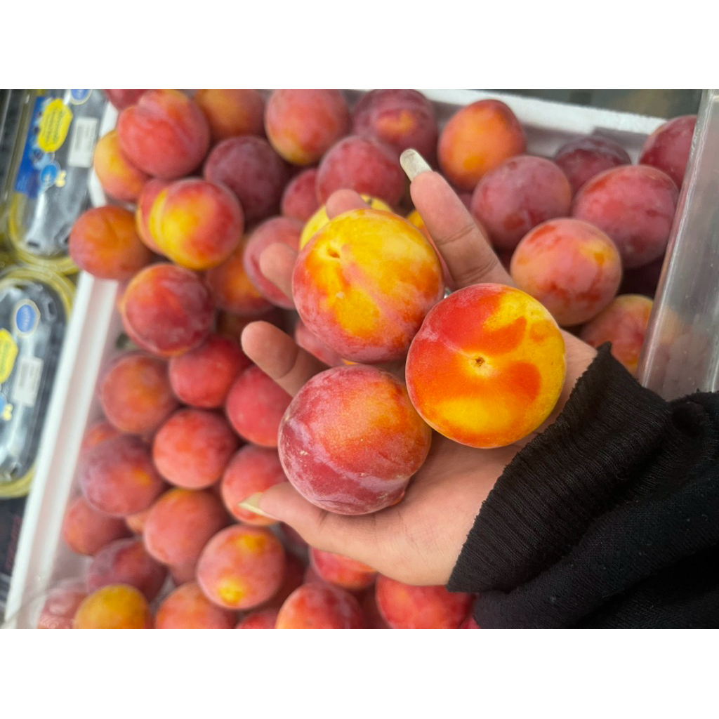 

Buah Aprium Import | Buah Aprium Red Velvet Fresh 500gram