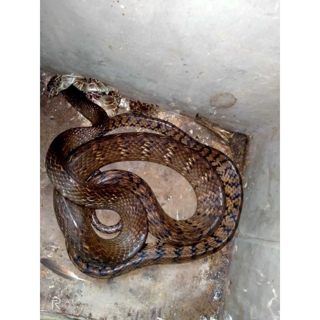 

jali jali jali.......!!!