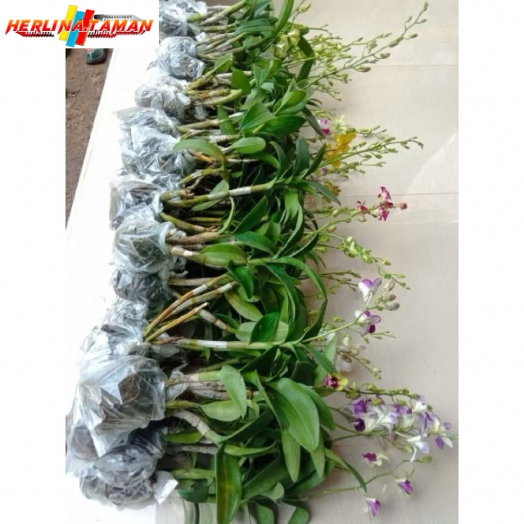 ANGGREK DENDROBIUM DEWASA-ANGGREK DENDROBIUM-ANGGREK DENDROBIUM DEWASA-BUNGA HIAS-BUNGA HIDUP-DENDRO