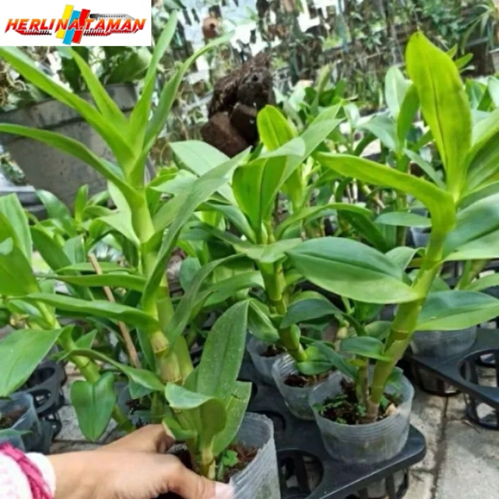 Promo 2-paket hemat tanaman anggrek dendrobium- pohon anggrek dendrobium hijau