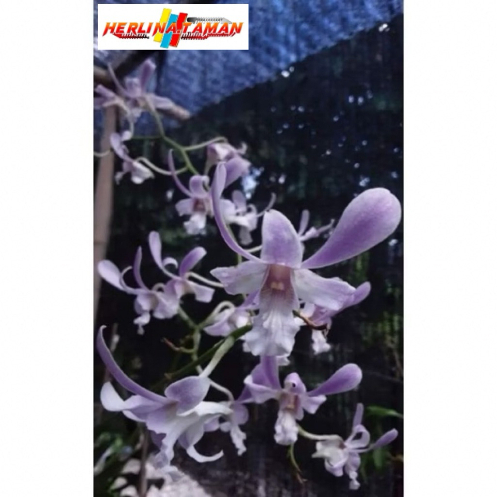 tanaman hias anggrek dendrobium  capung bali sudah dewasa